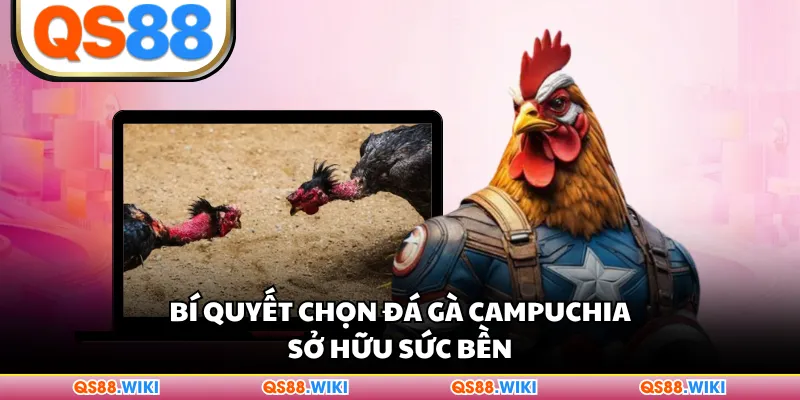 Bí quyết chọn đá gà Campuchia sở hữu sức bền