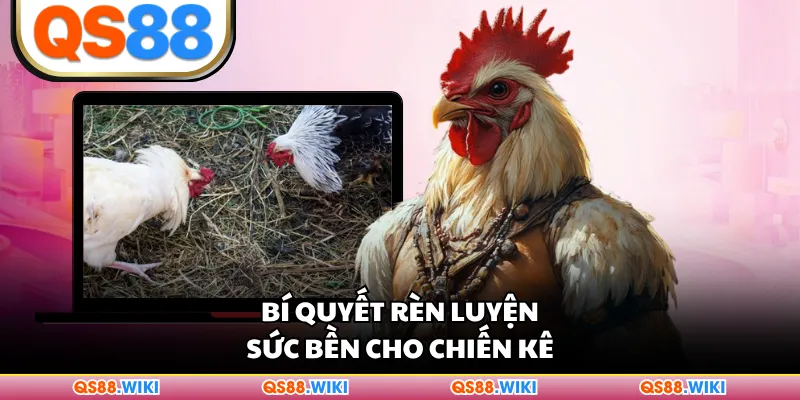 Bí quyết rèn luyện sức bền cho chiến kê