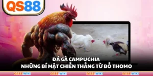 Đá Gà Campuchia - Những Bí Mật Chiến Thắng Từ Bồ Thomo