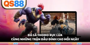 Đá Gà Thomo Rực Lửa Cùng Những Trận Đấu Đỉnh Cao Mỗi Ngày