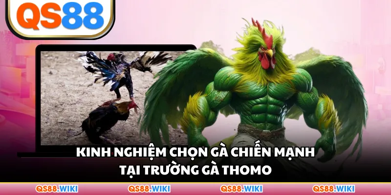 Kinh nghiệm chọn gà chiến mạnh tại trường gà Thomo