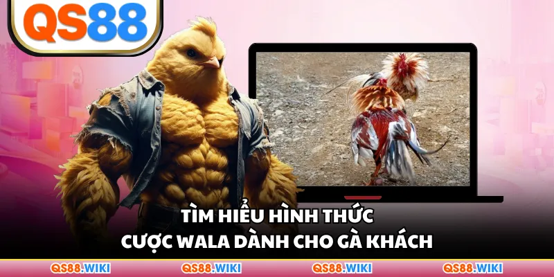 Tìm hiểu hình thức cược Wala dành cho gà khách