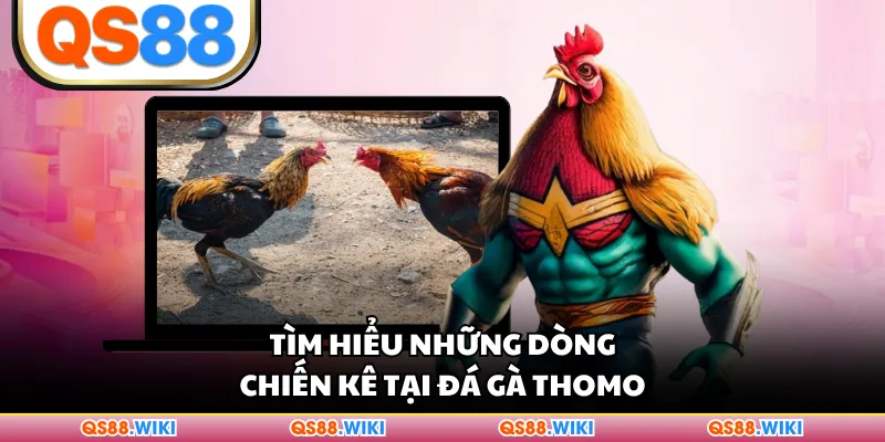 Tìm hiểu những dòng chiến kê tại đá gà Thomo