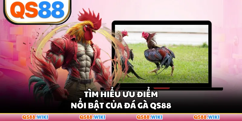 Tìm hiểu ưu điểm nổi bật của đá gà QS88