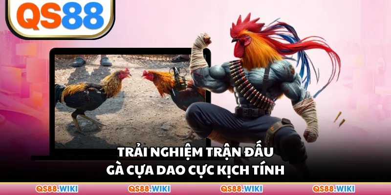 Trải nghiệm trận đấu gà cựa dao cực kịch tính
